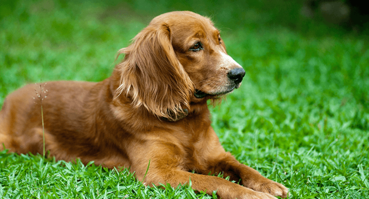 Golden Retriever puppy