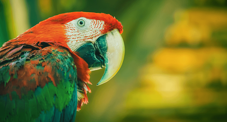 Macaw female with DNA