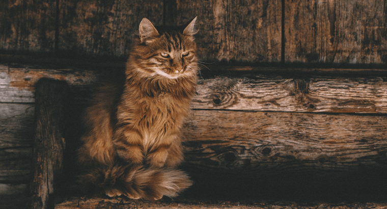 Adorable Persian Kitten