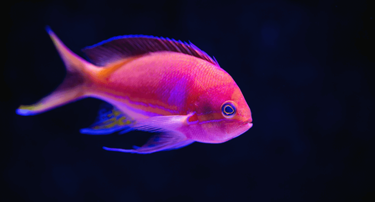 Blue and Pink Tang Fish