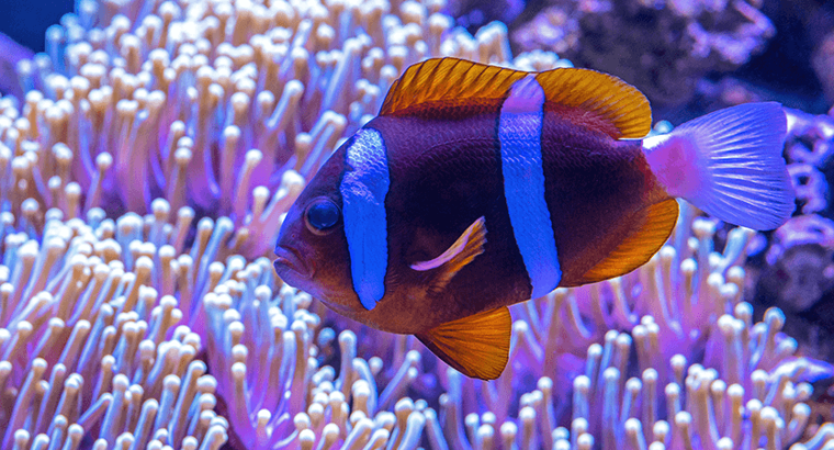 Blue and Pink Tang Fish