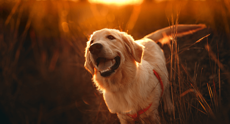 Golden Retriever puppy