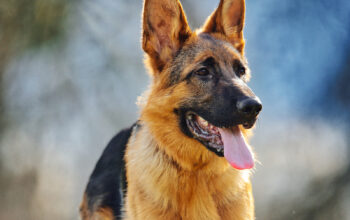 German Shepherd for sale