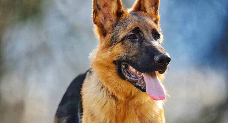 German Shepherd for sale